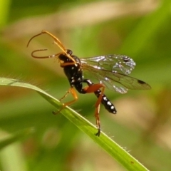 Echthromorpha intricatoria at Braemar, NSW - 18 May 2023 11:30 AM
