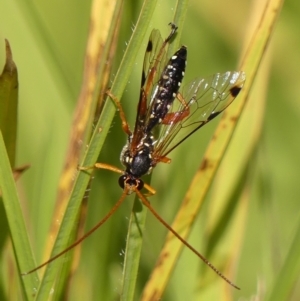 Echthromorpha intricatoria at Braemar, NSW - 18 May 2023 11:30 AM