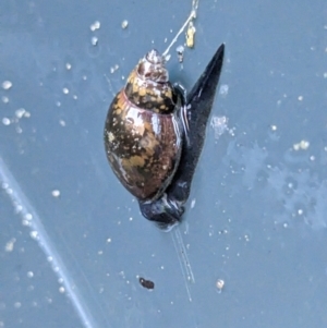 Physa acuta at Thurgoona, NSW - 3 Jun 2023 10:55 AM