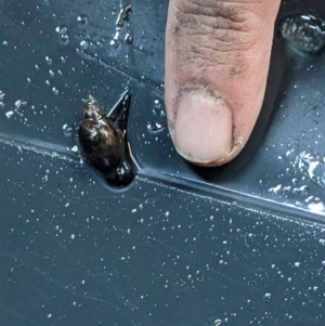Physa acuta at Thurgoona, NSW - 3 Jun 2023 10:55 AM