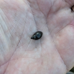 Physa acuta at Thurgoona, NSW - 3 Jun 2023 10:55 AM