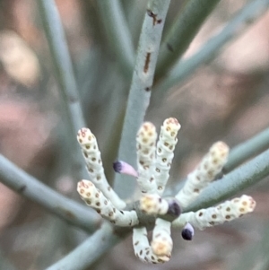 Leptomeria aphylla at Fentons Creek, VIC - 2 Jun 2023