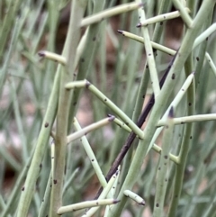 Leptomeria aphylla at Fentons Creek, VIC - 2 Jun 2023