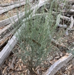 Leptomeria aphylla at Fentons Creek, VIC - suppressed