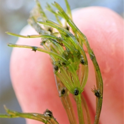 Chara sp. (genus) (A charophyte green algae) at Cook, ACT - 5 Mar 2023 by CathB