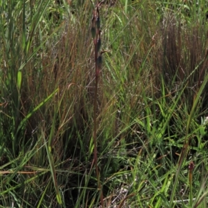 Thelymitra alpina at Dry Plain, NSW - 6 Dec 2020