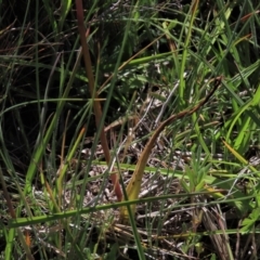 Thelymitra alpina at Dry Plain, NSW - suppressed