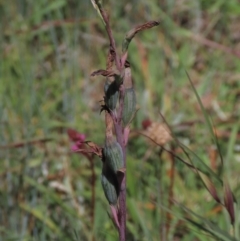 Thelymitra alpina at Dry Plain, NSW - 6 Dec 2020