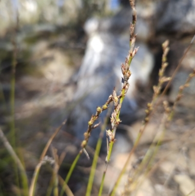 Lepidosperma laterale (Variable Sword Sedge) at Black Mountain - 3 Jun 2023 by MatthewFrawley