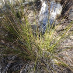 Lepidosperma laterale at Acton, ACT - 3 Jun 2023