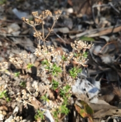 Pomax umbellata (A Pomax) at Black Mountain - 3 Jun 2023 by MatthewFrawley