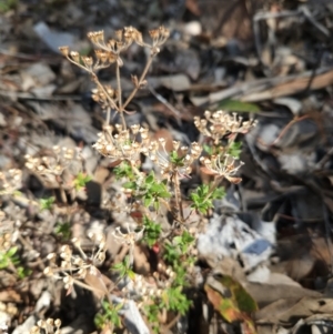 Pomax umbellata at Acton, ACT - 3 Jun 2023