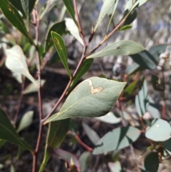 Acacia penninervis var. penninervis (Hickory Wattle) at Black Mountain - 3 Jun 2023 by MatthewFrawley