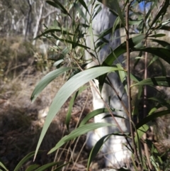 Acacia implexa (Hickory Wattle, Lightwood) at Black Mountain - 3 Jun 2023 by MatthewFrawley