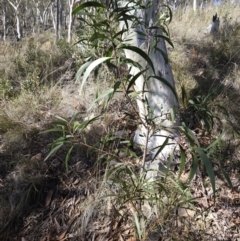 Acacia implexa at Molonglo Valley, ACT - 3 Jun 2023