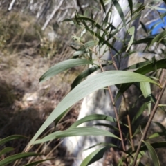 Acacia implexa at Molonglo Valley, ACT - 3 Jun 2023