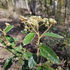 Pomaderris intermedia (Golden Pomaderris) at Black Mountain - 3 Jun 2023 by MatthewFrawley