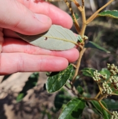 Pomaderris intermedia at Molonglo Valley, ACT - 3 Jun 2023 12:30 PM