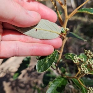 Pomaderris intermedia at Molonglo Valley, ACT - 3 Jun 2023 12:30 PM