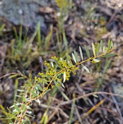 Acacia buxifolia subsp. buxifolia (Box-leaf Wattle) at Black Mountain - 3 Jun 2023 by MatthewFrawley