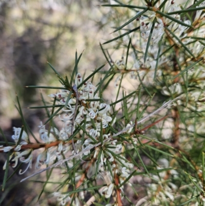 Hakea decurrens subsp. decurrens (Bushy Needlewood) at Black Mountain - 3 Jun 2023 by MatthewFrawley
