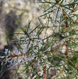 Hakea decurrens subsp. decurrens at Molonglo Valley, ACT - 3 Jun 2023