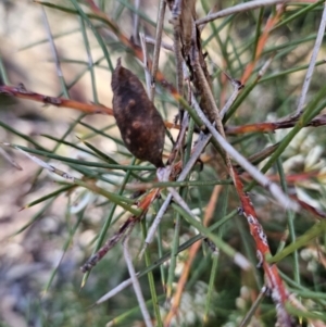 Hakea decurrens subsp. decurrens at Molonglo Valley, ACT - 3 Jun 2023 12:46 PM