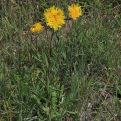 Podolepis jaceoides (Showy Copper-wire Daisy) at Top Hut TSR - 5 Dec 2020 by AndyRoo