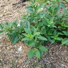 Phytolacca octandra (Inkweed) at Surf Beach, NSW - 5 Jun 2023 by LyndalT
