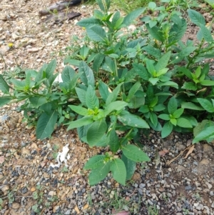 Phytolacca octandra at Surf Beach, NSW - 5 Jun 2023 12:10 PM