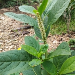 Phytolacca octandra at Surf Beach, NSW - 5 Jun 2023 12:10 PM