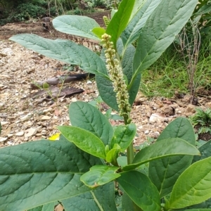 Phytolacca octandra at Surf Beach, NSW - 5 Jun 2023 12:10 PM