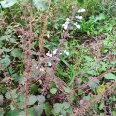 Coleus australis (Cockspur Flower) at Surf Beach, NSW - 5 Jun 2023 by LyndalT