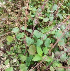 Coleus australis at Surf Beach, NSW - 5 Jun 2023 12:08 PM