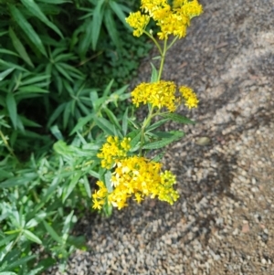 Senecio linearifolius at Surf Beach, NSW - 5 Jun 2023