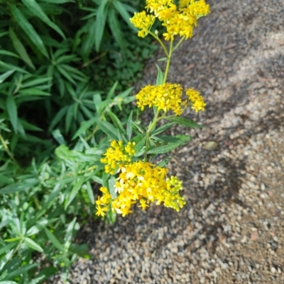 Senecio linearifolius (Fireweed Groundsel, Fireweed) at Surf Beach, NSW - 5 Jun 2023 by LyndalT