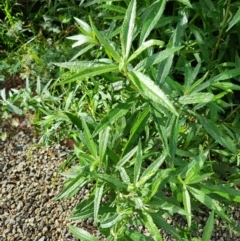 Senecio linearifolius at Surf Beach, NSW - 5 Jun 2023