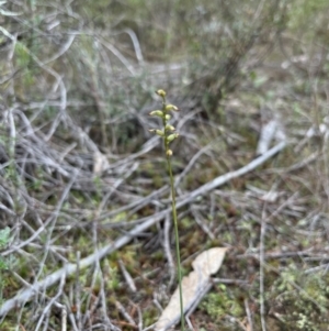 Corunastylis sp. at Coree, ACT - suppressed