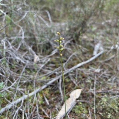 Corunastylis sp. (A Midge Orchid) at Coree, ACT - 5 Jun 2023 by JasonC