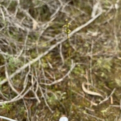 Corunastylis sp. at Coree, ACT - suppressed