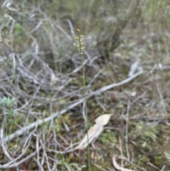 Corunastylis sp. at Coree, ACT - 5 Jun 2023