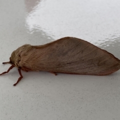 Oxycanus (genus) (Unidentified Oxycanus moths) at Jerrabomberra, NSW - 4 Jun 2023 by Steve_Bok