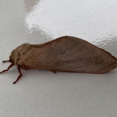 Oxycanus (genus) (Unidentified Oxycanus moths) at QPRC LGA - 4 Jun 2023 by Steve_Bok