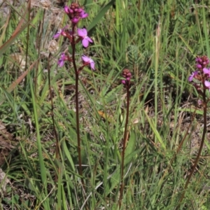 Stylidium graminifolium at Dry Plain, NSW - 6 Dec 2020