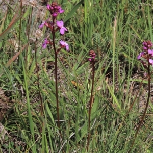 Stylidium graminifolium at Dry Plain, NSW - 6 Dec 2020