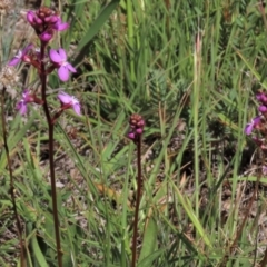 Stylidium graminifolium at Dry Plain, NSW - 6 Dec 2020