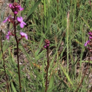 Stylidium graminifolium at Dry Plain, NSW - 6 Dec 2020