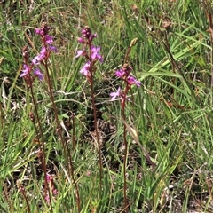 Stylidium cf. montanum at Dry Plain, NSW - 6 Dec 2020 10:40 AM