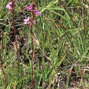 Stylidium cf. montanum at Dry Plain, NSW - 6 Dec 2020 10:40 AM