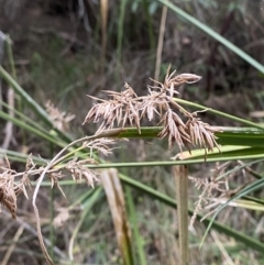 Cyperus lucidus (Leafy Flat Sedge) at Sassafras, NSW - 23 Apr 2023 by Tapirlord